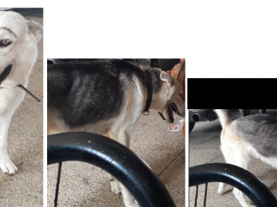 I want to build my dog who died in minecraft but i cant build