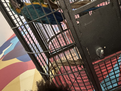 To buy a pet