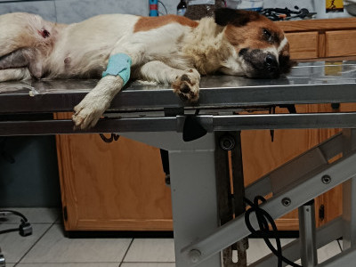 Help my dog Megan with surgery and amputation on her leg