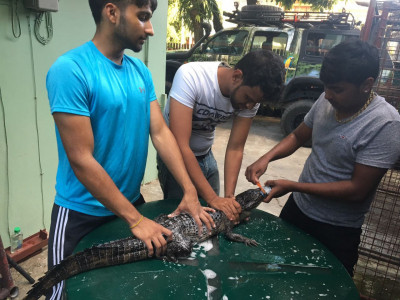Help the RCCTT build ponds for Oil-spill affected caimans.