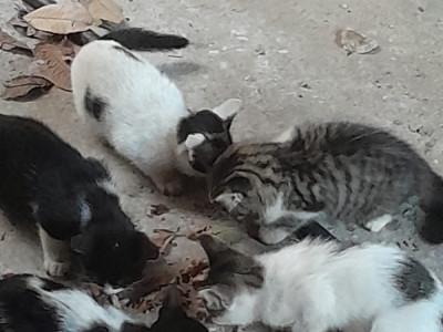 Paws for Change: "Spay & Neuter Initiative by Silverspoon Foundation"