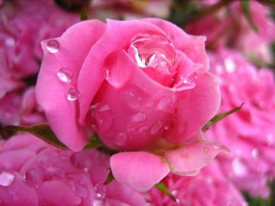 In Loving Memory of Aunty DoDo