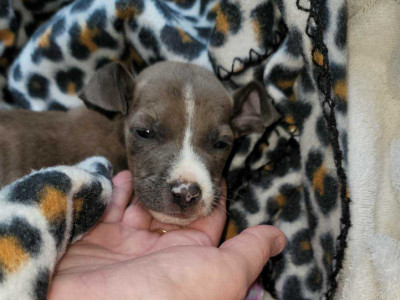 Help poor animals and people and help out families