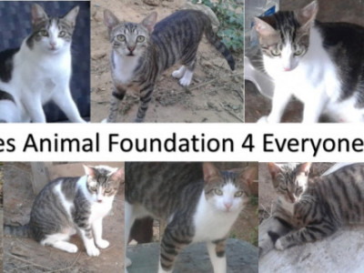 Construction of Permanent Facilities for NO KILL Animal Shelter
