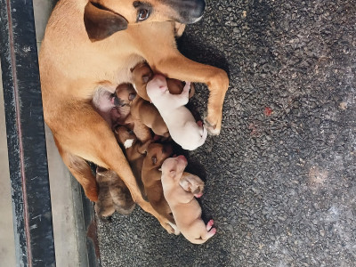 Shelter for stray dogs