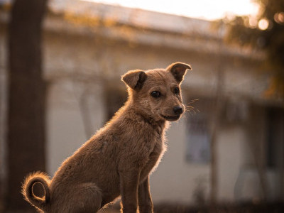 Project Sunshine: Stray Animal Rescue/Rehabilitation