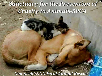 Help Feral Animals