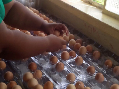 Egg Farm