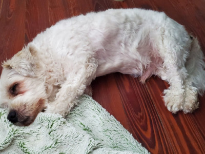 Help Puffy Fight For More Tail Wags!