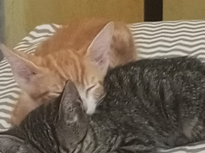 Raising funds to take care of stray cats